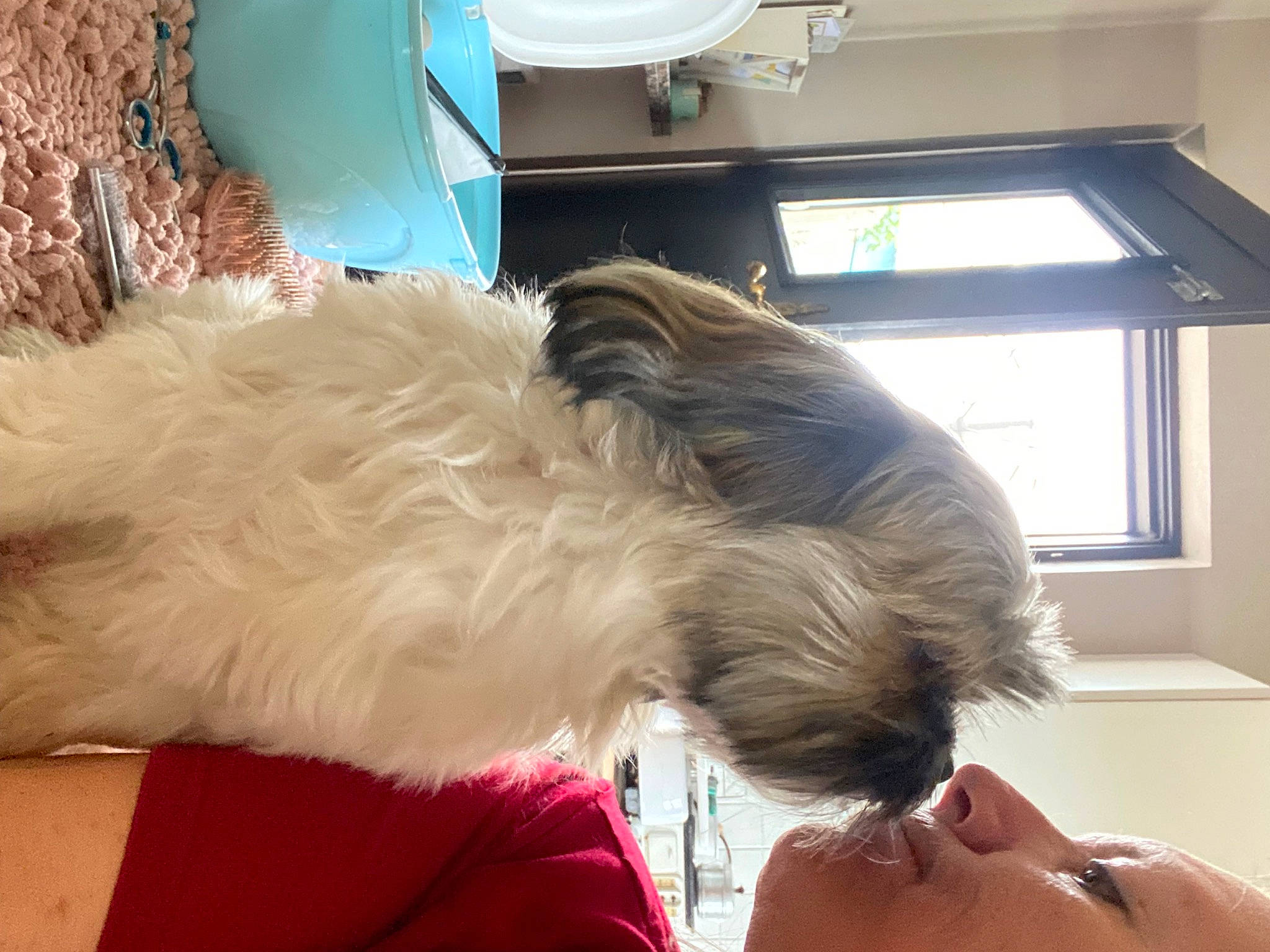 Tommie a rejoint le concours — aidez-le/la à gagner de superbes lots ! carnivore, comfort, companion_dog, dog, dog_breed, dog_collar, ear, felidae, fur, nap, puppy_love, small_terrier, small_to_medium_sized_cats, spitz, sporting_group, tail, terrier, toy_dog, whiskers, window