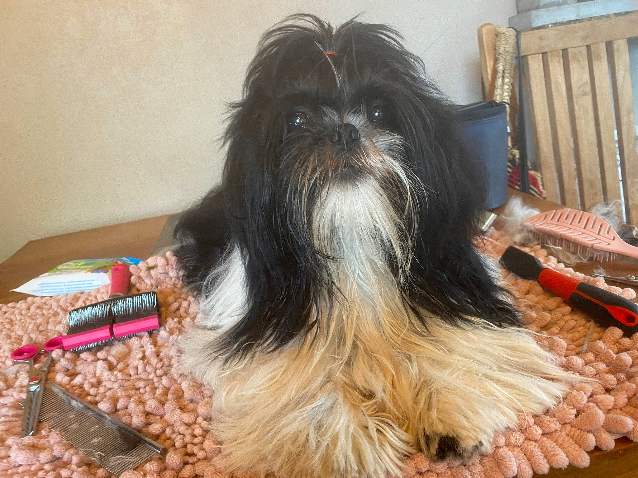 Ti Amo participe au concours pour gagner de l'argent avec cette photo : canidae, carnivore, chair, companion_dog, dog, dog_breed, flooring, fur, liver, shih_tzu, small_terrier, snout, sporting_group, tail, terrestrial_animal, terrier, toy_dog, water_dog, wood, working_animal