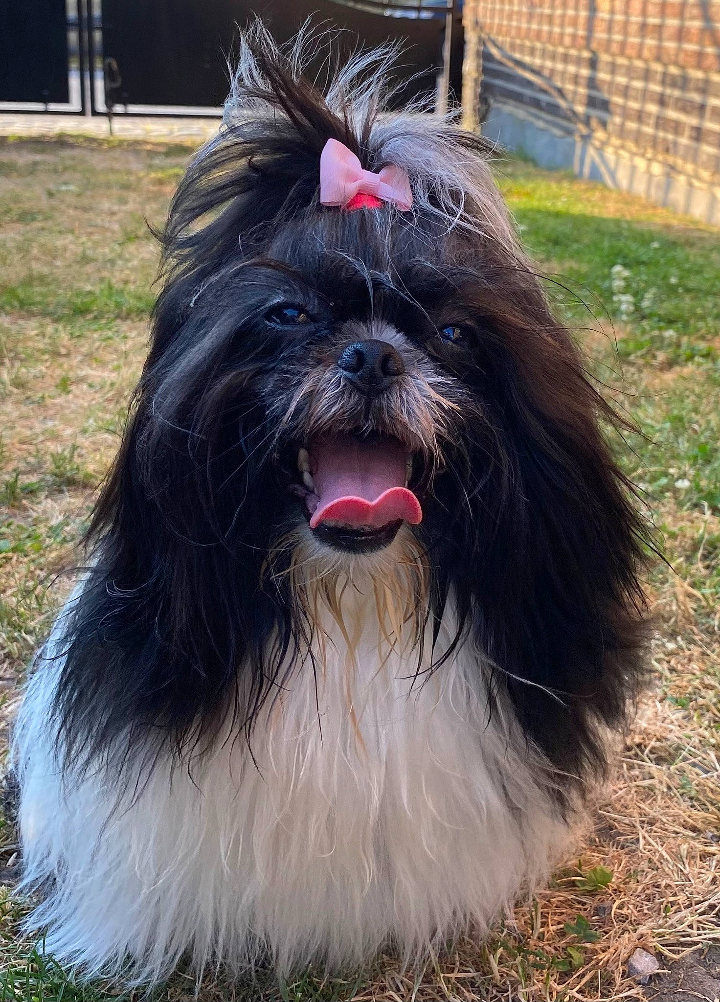 Ti Amo participe au concours pour gagner de l'argent avec cette photo : canidae, carnivore, companion_dog, dog, dog_breed, fence, fur, grass, liver, small_terrier, snout, sporting_group, terrier, working_animal, working_dog