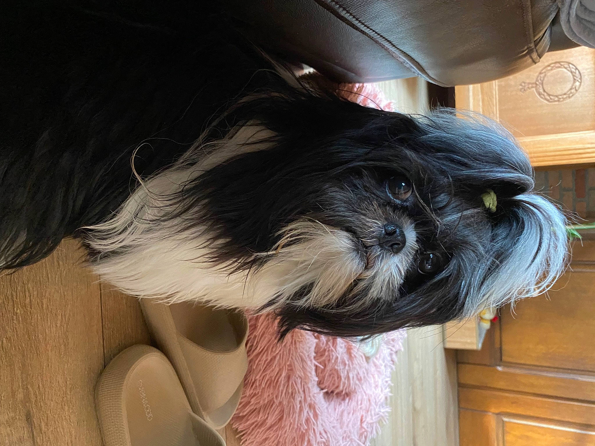 Ti Amo a rejoint le concours — aidez-le/la à gagner de superbes lots ! canidae, carnivore, comfort, companion_dog, dog, dog_breed, fawn, felidae, fur, liver, pekingese, puppy, small_terrier, snout, sporting_group, tail, terrier, toy_dog, whiskers, working_animal