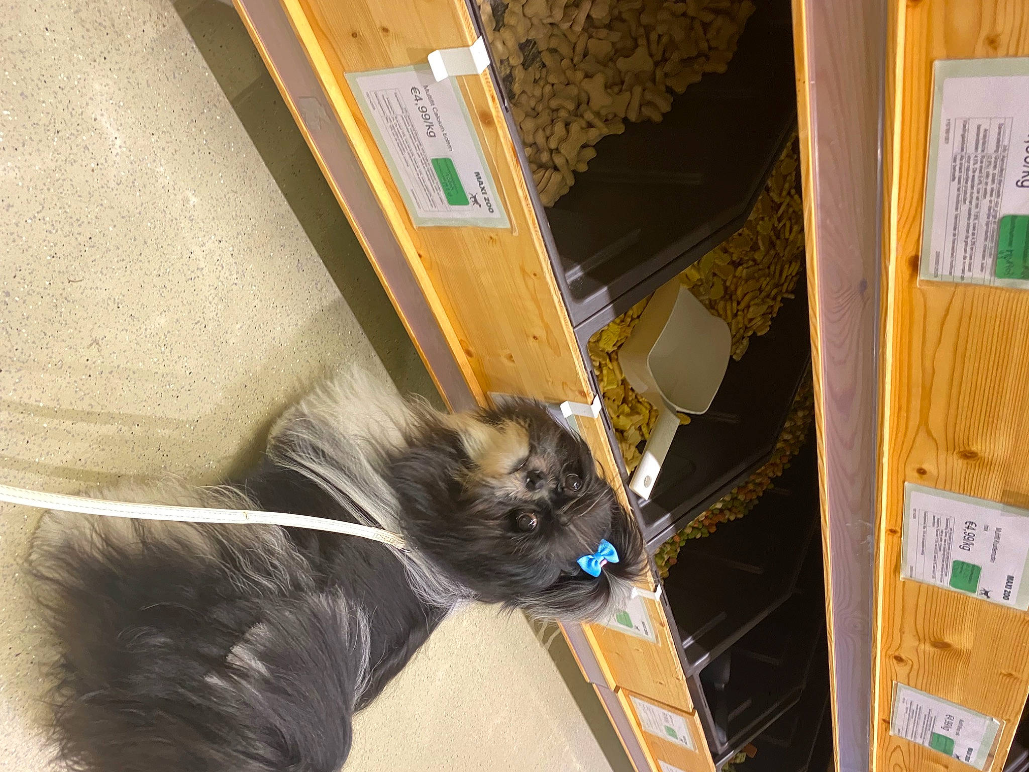 Ti Amo a rejoint le concours — aidez-le/la à gagner de superbes lots ! canidae, carnivore, cat, collar, companion_dog, dog_breed, domestic_short_haired_cat, fawn, felidae, flooring, fur, hardwood, packing_materials, pet_supply, small_to_medium_sized_cats, snout, sporting_group, tail, whiskers, wood