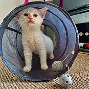 Nola joined the competition — help win amazing prizes! kitten, cat, blue_tunnel, toy_ball, indoor, carpet, curious, white_fur, pet, playful, animal, feline, closeup, exploring, cute, domestic, young_cat, two_cats, peeking, cozy
