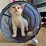 kitten, cat, blue_tunnel, toy_ball, indoor, carpet, curious, white_fur, pet, playful, animal, feline, closeup, exploring, cute, domestic, young_cat, two_cats, peeking, cozy