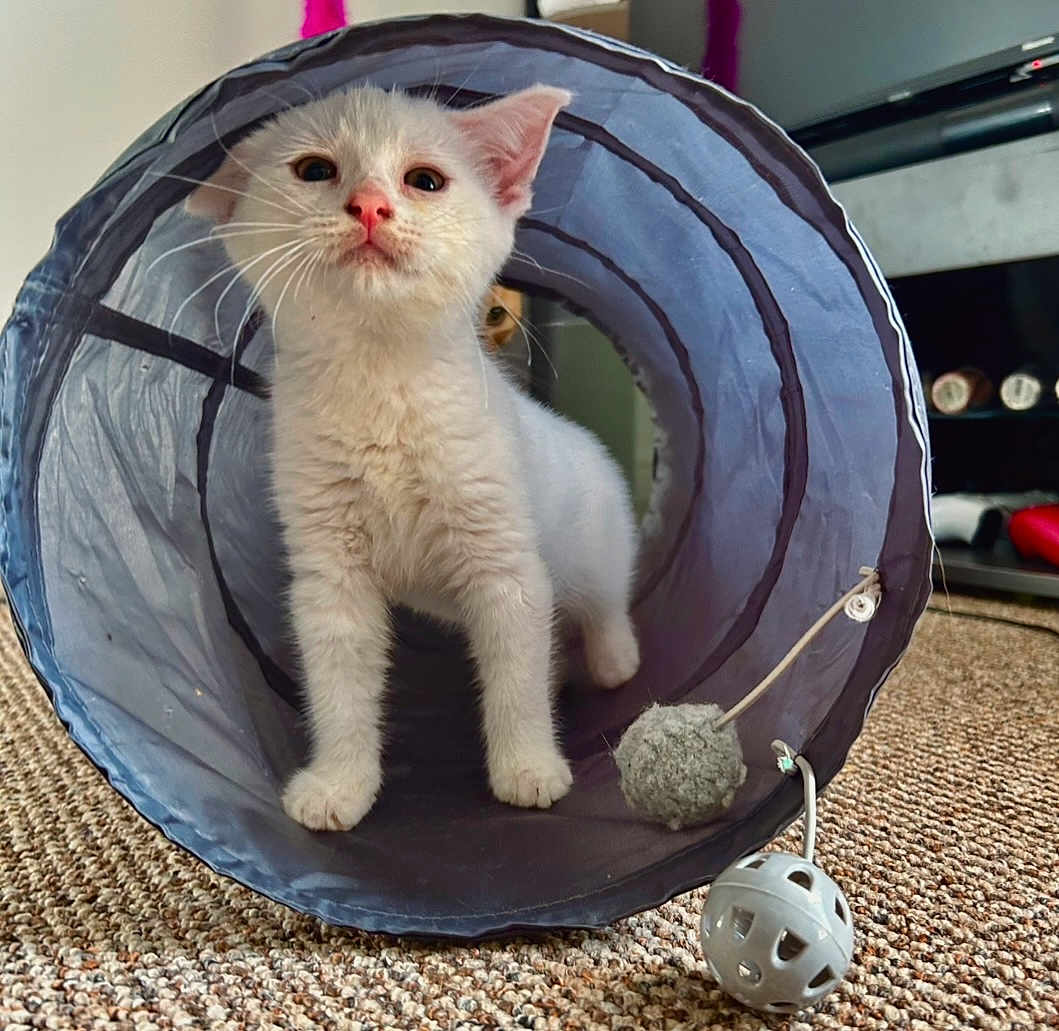 Nola joined the competition — help win amazing prizes! kitten, cat, blue_tunnel, toy_ball, indoor, carpet, curious, white_fur, pet, playful, animal, feline, closeup, exploring, cute, domestic, young_cat, two_cats, peeking, cozy