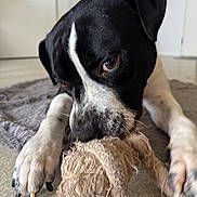 Twix participe au concours pour gagner de l'argent avec cette photo : dog, black_and_white, chewing, toy, stuffed_toy, paws, close_up, indoor, floor, rug, pet, animal, playful, canine, bite, fur, whiskers, claws, nose, ears