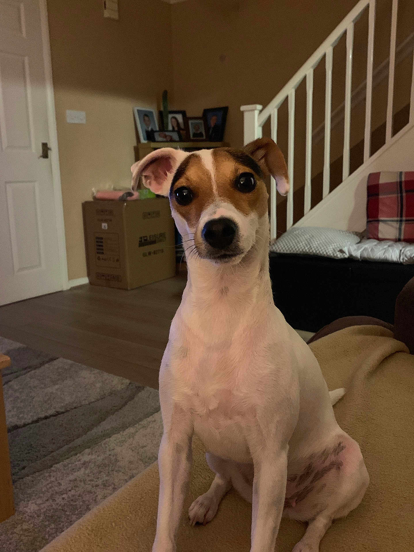 Jazz joined the competition — help win amazing prizes! dog, pet, indoor, living_room, blanket, stairs, couch, plaid, floor, wood_floor, box, photo_frames, home, animal, canine, white_dog, brown_spots, sitting, ears, curious