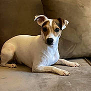 Jazz joined the competition — help win amazing prizes! alert, animal, brown_and_white, canine, companion, couch, cute, dog, domestic_animal, ears, fur, furniture, indoor, laying_down, paws, pet, portrait, relaxed, small_dog, snout