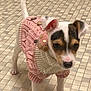Jazz joined the competition — help win amazing prizes! puppy, dog, pink_sweater, knitted, buttons, tile_floor, indoor, small_dog, white_dog, brown_spots, pet, cute, young_dog, canine, animal, fur, ears, tail, standing, looking