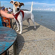 Jazz is registered to the contest to win money with this photo: dog, seaside, concrete, blue_sky, ocean, people, red_harness, leash, sunny_day, outdoor, pet, small_dog, standing, side_view, water, clouds, table, chair, human_arm, relaxing