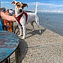 dog, seaside, concrete, blue_sky, ocean, people, red_harness, leash, sunny_day, outdoor, pet, small_dog, standing, side_view, water, clouds, table, chair, human_arm, relaxing