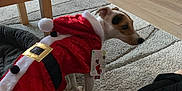 Jazz joined the competition — help win amazing prizes! dog, pet, costume, santa_outfit, carpet, indoor, floor, table, plant, box, wooden_table, person, clothing, black_pants, holiday, christmas, small_dog, decor, living_room, fur