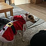dog, pet, costume, santa_outfit, carpet, indoor, floor, table, plant, box, wooden_table, person, clothing, black_pants, holiday, christmas, small_dog, decor, living_room, fur