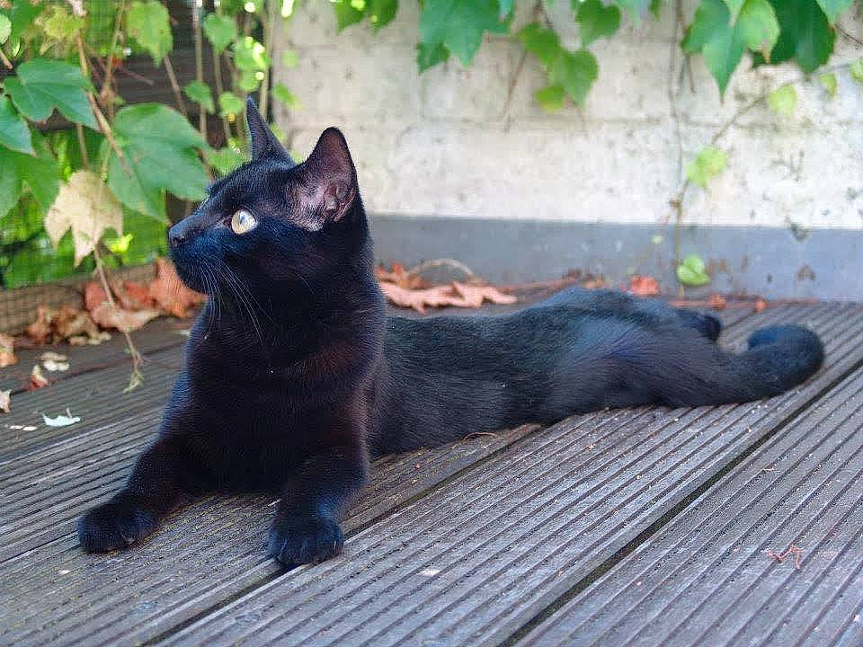 Elliott participe au concours pour gagner de l'argent avec cette photo : black_cat, bombay, carnivore, cat, claw, dog_breed, domestic_short_haired_cat, felidae, fur, grass, mammal, plant, small_to_medium_sized_cats, snout, tail, terrestrial_animal, tree, vertebrate, whiskers, wood