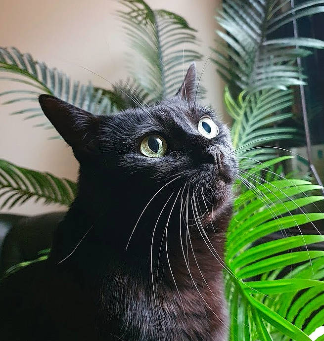 Elliott participe au concours pour gagner de l'argent avec cette photo : black_cat, bombay, carnivore, cat, domestic_short_haired_cat, felidae, fur, grass, houseplant, iris, organism, plant, small_to_medium_sized_cats, snout, terrestrial_animal, terrestrial_plant, tree, whiskers, wildlife, window