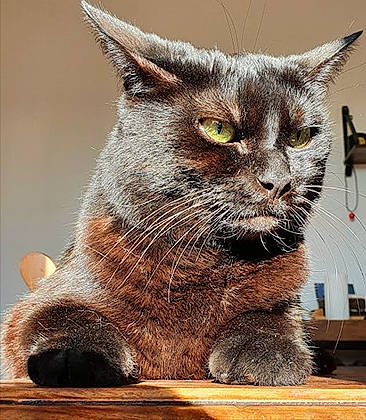 Elliott a rejoint le concours — aidez-le/la à gagner de superbes lots ! carnivore, cat, cat_furniture, cat_supply, claw, close_up, domestic_short_haired_cat, felidae, fur, grey, mammal, paw, small_to_medium_sized_cats, tail, terrestrial_animal, whiskers, wildlife, window