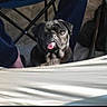 Modjo participe au concours pour gagner de l'argent avec cette photo : animal, black_dog, camping_chair, canine, companion, curious, dog, fabric, floor, legs, leisure, outdoor, pants, pet, pet_portrait, playful, pug, shadow, tent, tongue_out