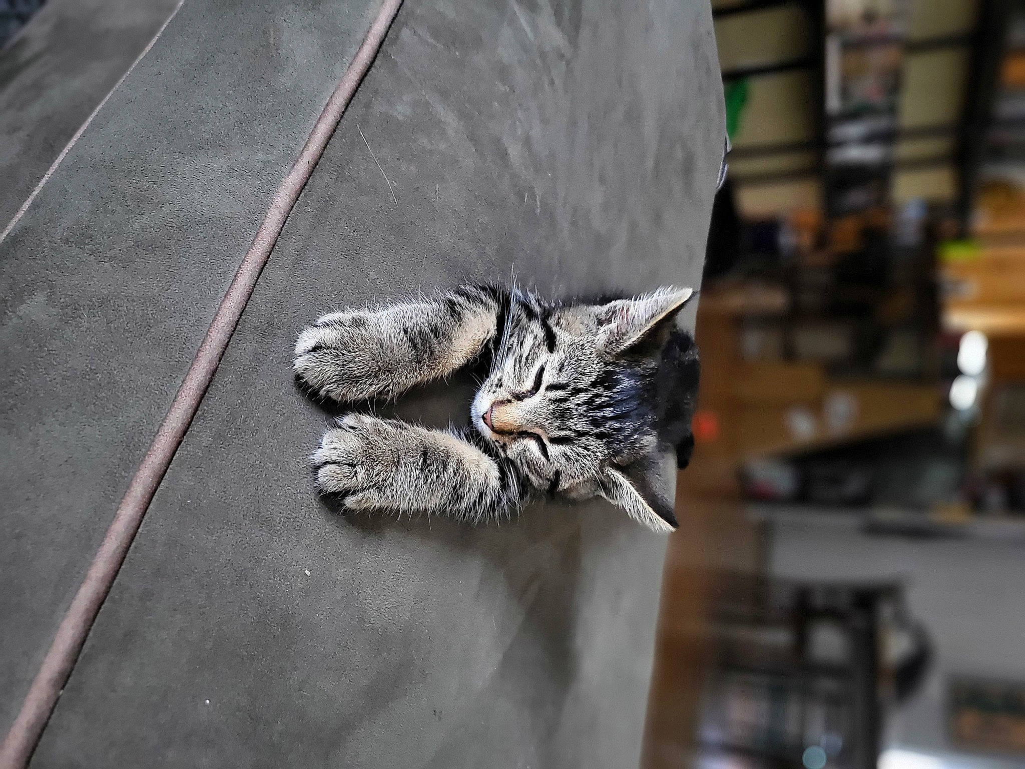 Coop joined the competition — help win amazing prizes! art, asphalt, automotive_tire, beak, bird_of_prey, cat, claw, domestic_short_haired_cat, felidae, fur, grey, iguania, road_surface, sculpture, sidewalk, small_to_medium_sized_cats, tail, terrestrial_animal, whiskers, wood