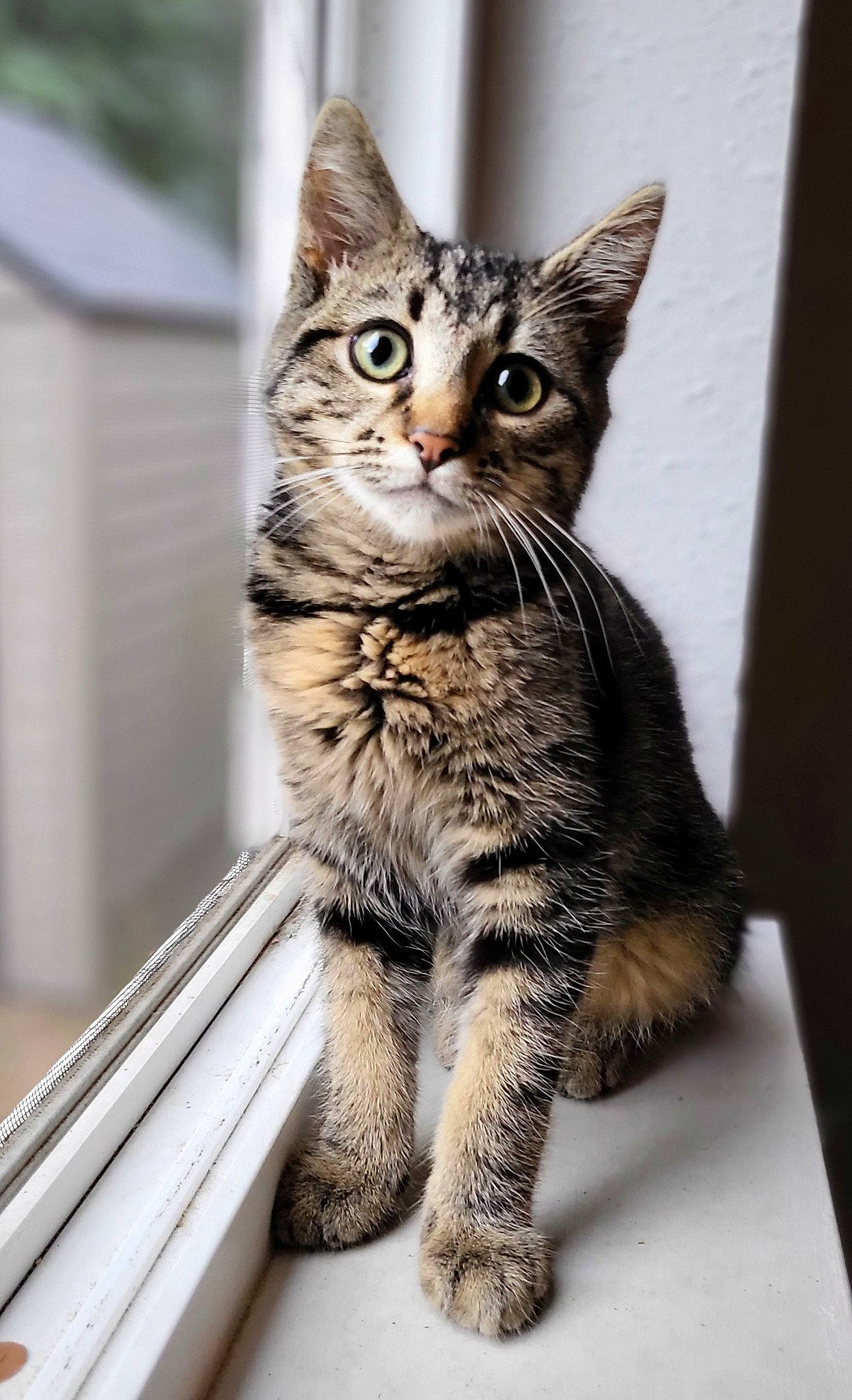 Coop is registered to the contest to win money with this photo: carnivore, cat, claw, domestic_short_haired_cat, felidae, fur, paw, small_to_medium_sized_cats, snout, tail, terrestrial_animal, whiskers, wildlife