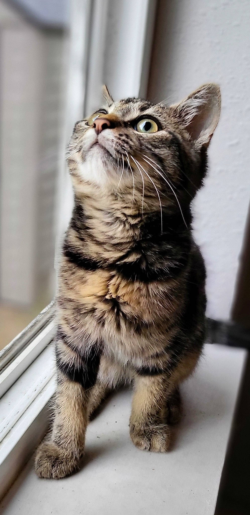 Coop joined the competition — help win amazing prizes! carnivore, cat, claw, domestic_short_haired_cat, felidae, foot, fur, paw, sitting, small_to_medium_sized_cats, snout, tail, terrestrial_animal, whiskers, wildlife, window