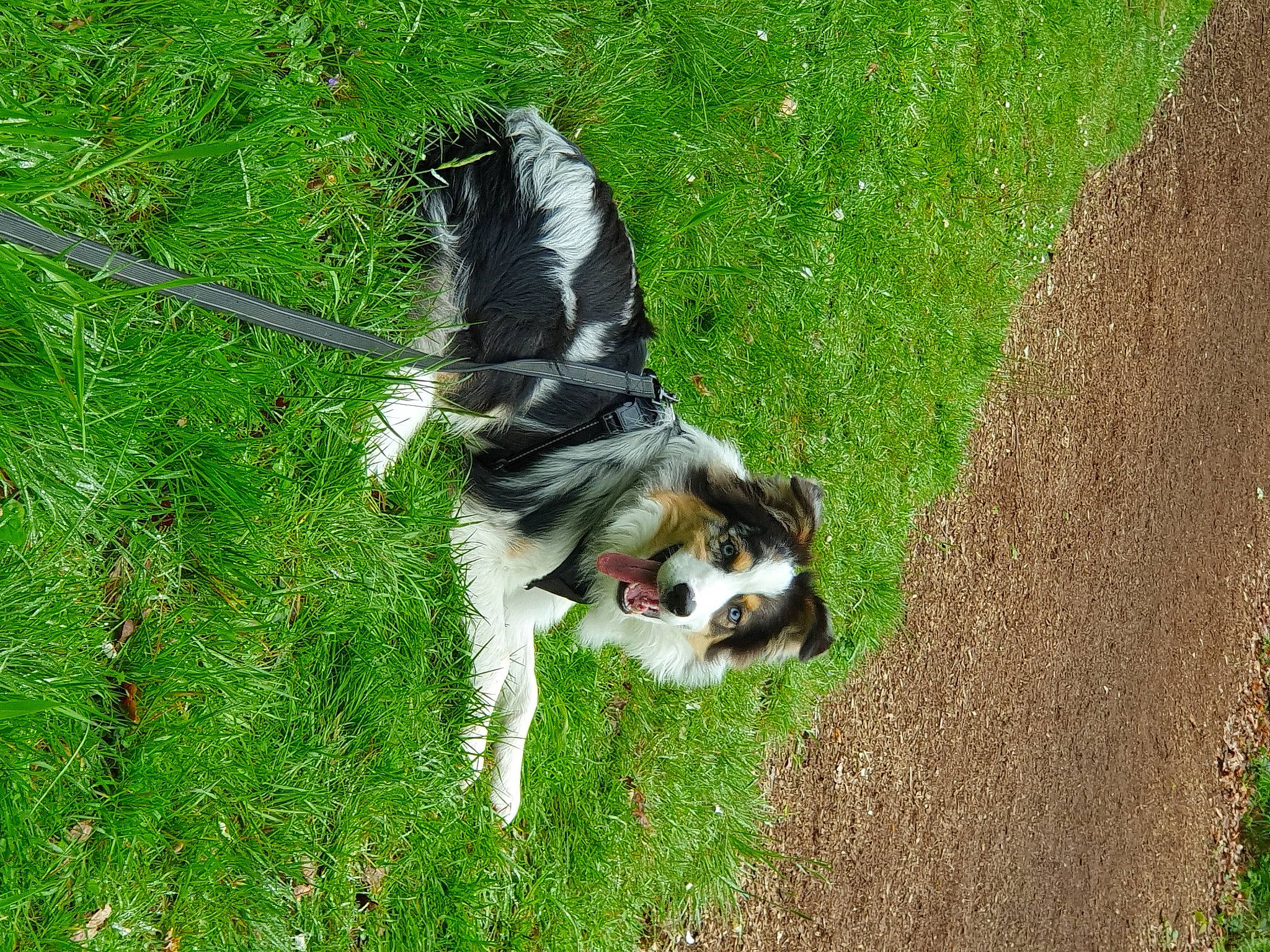 Tiger a rejoint le concours — aidez-le/la à gagner de superbes lots ! canidae, carnivore, collie, companion_dog, dog, dog_breed, dog_sports, grass, grass_family, grassland, gun_dog, herding_dog, lawn, pasture, plant, spaniel, sporting_group, tail, toy_dog, working_dog