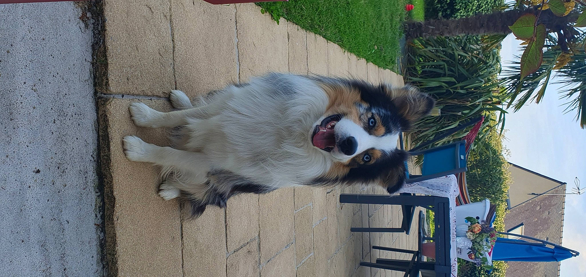 Tiger participe au concours pour gagner de l'argent avec cette photo : ancient_dog_breeds, canidae, carnivore, collar, companion_dog, dog, dog_breed, dog_supply, fawn, fur, palm_tree, plant, sled_dog, snout, sporting_group, terrestrial_animal, tree, working_animal, working_dog