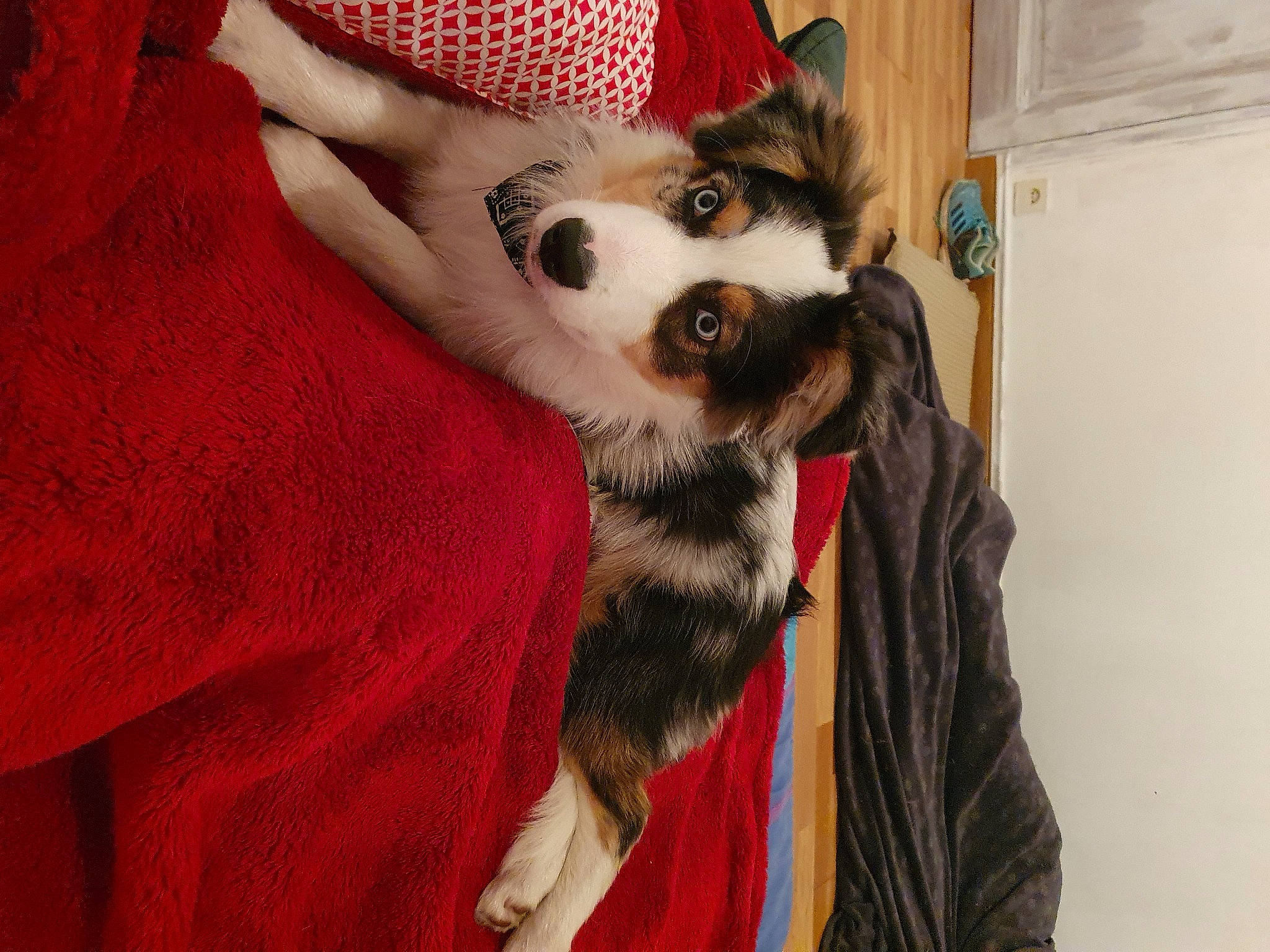 Tiger a rejoint le concours — aidez-le/la à gagner de superbes lots ! canidae, carnivore, chihuahua, comfort, companion_dog, dog, dog_breed, dog_clothes, dog_supply, fawn, felidae, fur, pattern, plaid, small_to_medium_sized_cats, tartan, textile, toy_dog, whiskers, working_animal