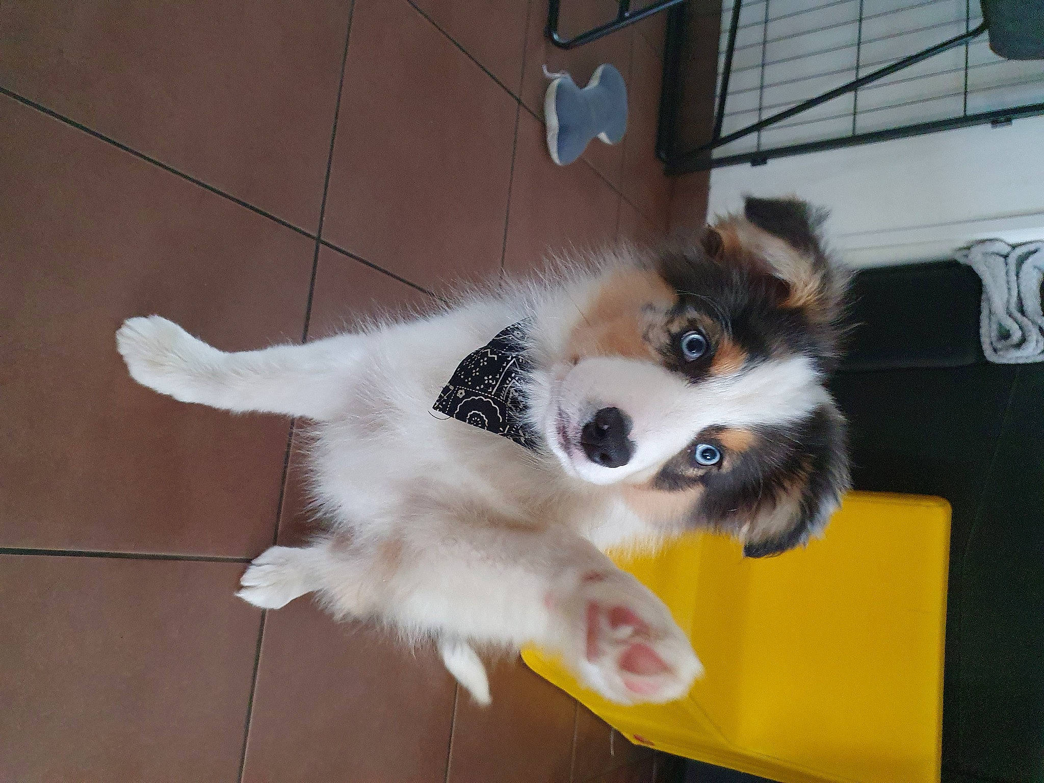 Tiger participe au concours pour gagner de l'argent avec cette photo : canidae, carnivore, companion_dog, dog, dog_breed, dog_supply, fawn, flooring, fur, hardwood, herding_dog, paw, pet_supply, snout, sporting_group, tail, toy_dog, whiskers, working_animal, working_dog