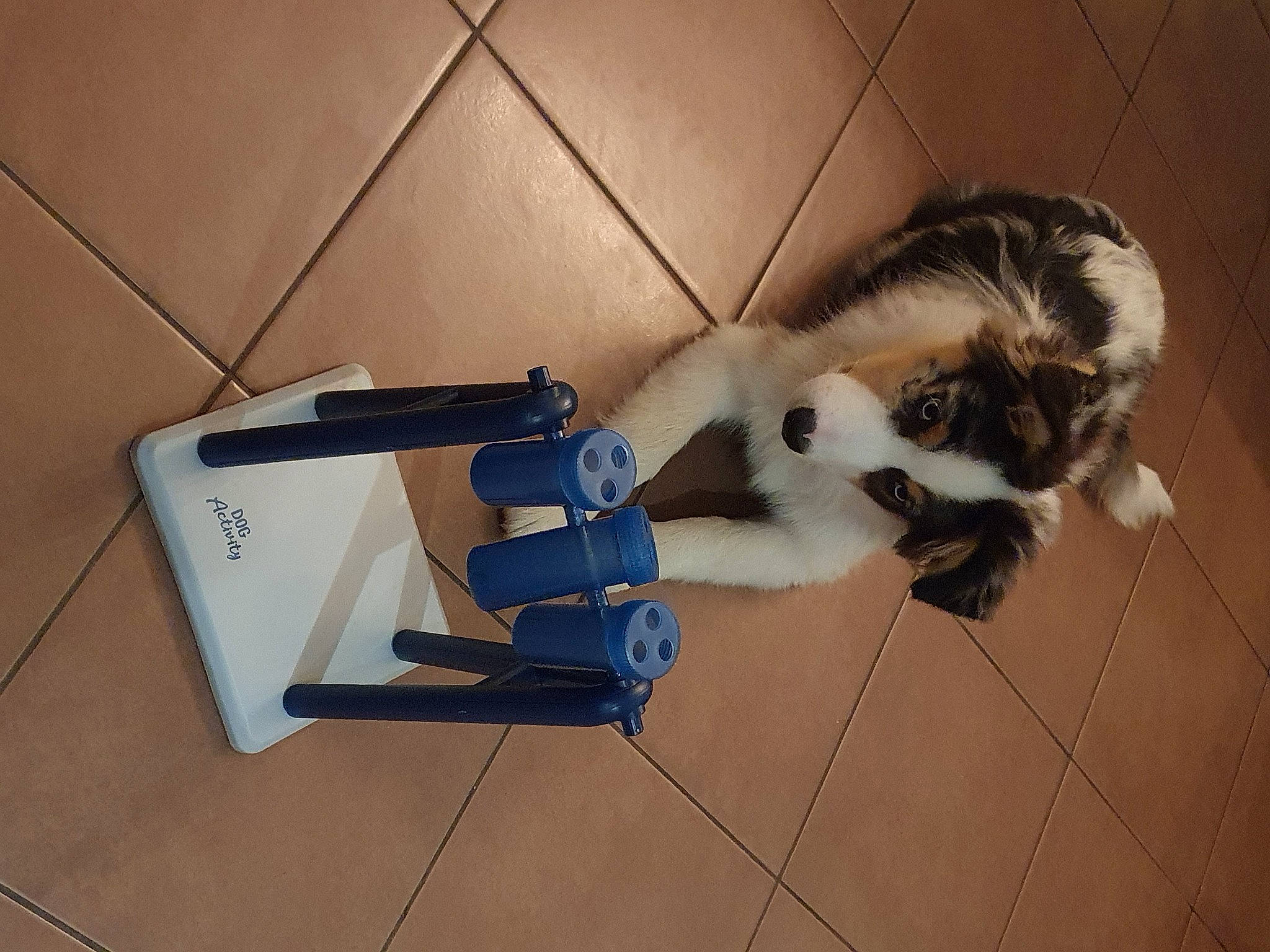 Tiger a rejoint le concours — aidez-le/la à gagner de superbes lots ! canidae, carnivore, cat, companion_dog, dog, dog_breed, domestic_short_haired_cat, felidae, floor, flooring, fur, hardwood, paw, room, small_to_medium_sized_cats, sporting_group, tail, whiskers, wood