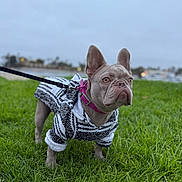 Rylie is registered to the contest to win money with this photo: dog, french_bulldog, pet, leash, grass, outdoor, sweater, clothing, animal, canine, portrait, cute, ears, collar, nature, park, walking, sky, daytime, standing