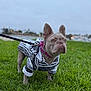 dog, french_bulldog, pet, leash, grass, outdoor, sweater, clothing, animal, canine, portrait, cute, ears, collar, nature, park, walking, sky, daytime, standing