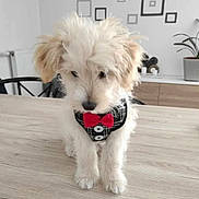 Oscar a rejoint le concours — aidez-le/la à gagner de superbes lots ! puppy, dog, pet, fluffy, bow_tie, harness, table, indoor, wooden_table, modern_room, plant, decor, leash, cute, small_dog, shy, furniture, white_dog, black_and_white, red