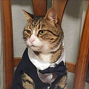 César participe au concours pour gagner de l'argent avec cette photo : cat, tabby, tuxedo, bow_tie, pet, animal, feline, indoor, chair, wood, costume, cute, domestic, portrait, sitting, fur, whiskers, ears, eyes, closeup
