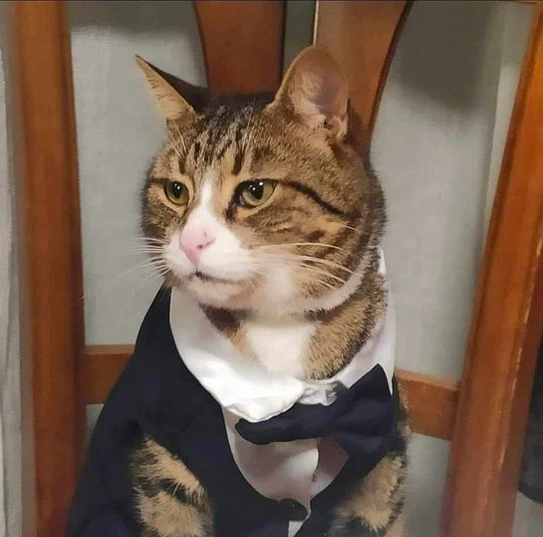 César