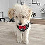 puppy, dog, pet, fluffy, bow_tie, harness, table, indoor, wooden_table, modern_room, plant, decor, leash, cute, small_dog, shy, furniture, white_dog, black_and_white, red