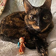 Binky joined the competition — help win amazing prizes! animal, cat, closeup, cute, ears, eyes, fabric, figurine, fish_toy, indoor, lying_down, paws, pet, relaxed, small_toy, texture, tortoiseshell, toy, whiskers, white_surface