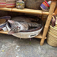 Coco joined the competition — help win amazing prizes! artisan_crafts, bamboo, basket, cat, colorful, feline, gray_cat, green_eyes, handicrafts, lounging, market, outdoor, portrait, relaxed, shelf, shop, sleeping, textile, whiskers, woven_basket