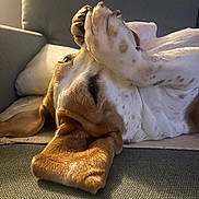 Rubby a rejoint le concours — aidez-le/la à gagner de superbes lots ! dog, pet, canine, lying_down, upside_down, paws, white_fur, brown_fur, spotted_fur, relaxed, sleeping, couch, sofa, indoor, home, cozy, portrait, close_up, warm_lighting, funny