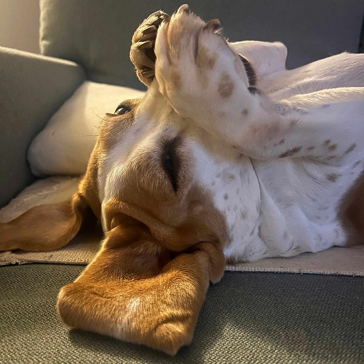 Rubby a rejoint le concours — aidez-le/la à gagner de superbes lots ! dog, pet, canine, lying_down, upside_down, paws, white_fur, brown_fur, spotted_fur, relaxed, sleeping, couch, sofa, indoor, home, cozy, portrait, close_up, warm_lighting, funny
