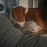 Rubby a rejoint le concours — aidez-le/la à gagner de superbes lots ! dog, beagle, sleeping, resting, couch, sofa, indoor, home, pet, animal, brown_and_white, floppy_ears, paws, muzzle, cozy, relaxed, portrait, laundry_room, appliance, dim_lighting
