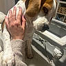 Rubby participe au concours pour gagner de l'argent avec cette photo : beagle, dog, pet, animal, brown_and_white, short_hair, floppy_ears, black_nose, paw, paw_pads, sitting, indoors, hand, petting, human, chair, desk, computer, home, portrait