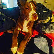 Hermés joined the competition — help win amazing prizes! dog, brown_dog, white_paws, blanket, indoor, pet, canine, resting, cozy, fur, animal, comfort, relaxed, lying_down, domestic_animal, warm_lighting, household, portrait, looking_away, ears