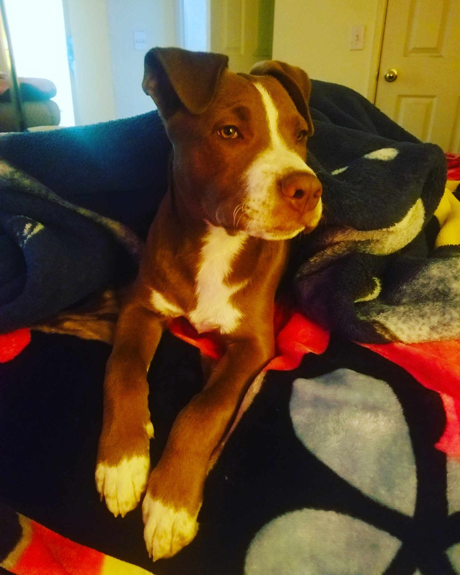 Hermés joined the competition — help win amazing prizes! dog, brown_dog, white_paws, blanket, indoor, pet, canine, resting, cozy, fur, animal, comfort, relaxed, lying_down, domestic_animal, warm_lighting, household, portrait, looking_away, ears