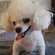 Rocky is registered to the contest to win money with this photo: dog, poodle, white, curly_fur, pet, tongue_out, happy, smiling, indoor, close_up, animal, cute, fluffy, portrait, canine, fur, companion, friendly, domestic_animal, sitting