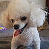 dog, poodle, white, curly_fur, pet, tongue_out, happy, smiling, indoor, close_up, animal, cute, fluffy, portrait, canine, fur, companion, friendly, domestic_animal, sitting