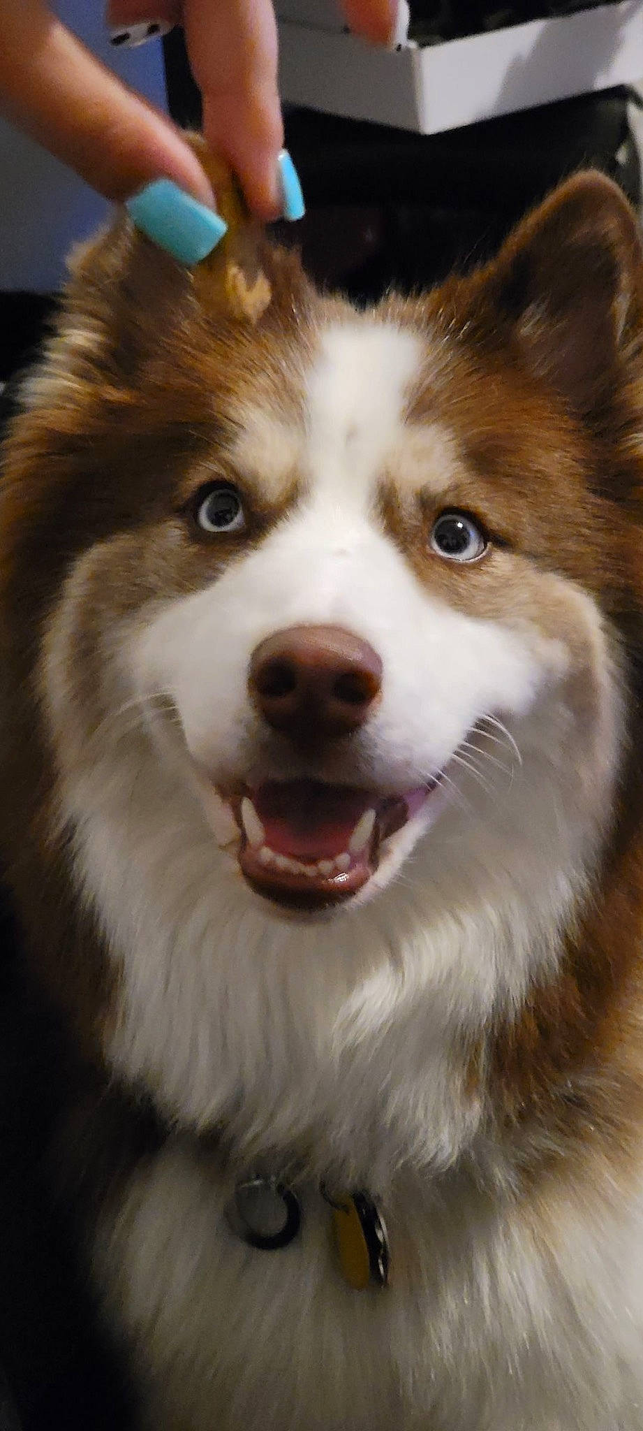 Willow is registered to the contest to win money with this photo: ancient_dog_breeds, art, australian_collie, australian_shepherd, canidae, carnivore, close_up, companion_dog, dog, dog_breed, fawn, fur, herding_dog, light, snout, sporting_group, terrestrial_animal, whiskers, working_animal, working_dog