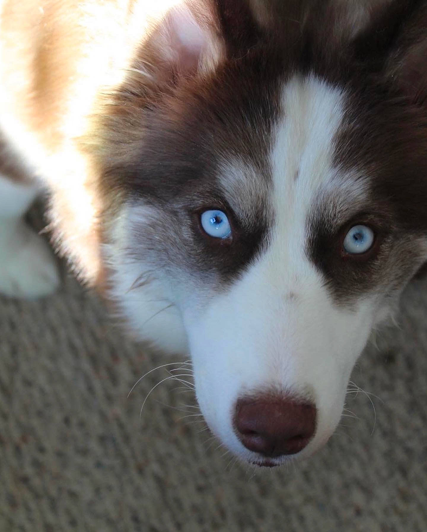 Willow is registered to the contest to win money with this photo: ancient_dog_breeds, canidae, canis, carnivore, close_up, companion_dog, dog, dog_breed, eye, fur, grass, herding_dog, non_sporting_group, sled_dog, snout, sporting_group, terrestrial_animal, whiskers, working_animal, working_dog