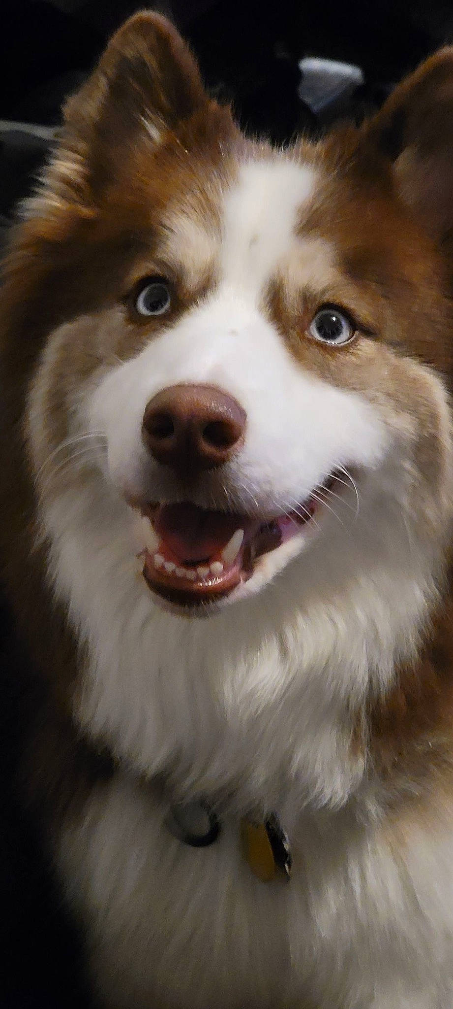 Willow joined the competition — help win amazing prizes! australian_collie, australian_shepherd, canidae, carnivore, companion_dog, dog, dog_breed, eye, fawn, fur, hair, head, herding_dog, jaw, snout, sporting_group, terrestrial_animal, whiskers, working_animal, working_dog