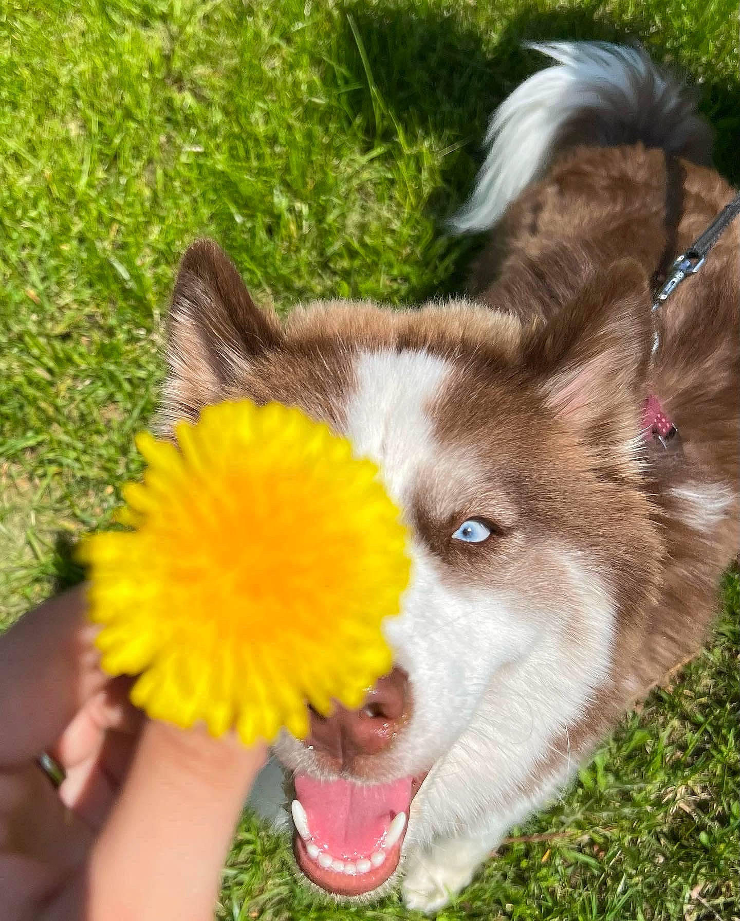Willow is registered to the contest to win money with this photo: ball, canidae, carnivore, companion_dog, dog, dog_breed, dog_sports, fur, grass, happy, herding_dog, paw, petal, plant, play, scotch_collie, sporting_group, terrestrial_animal, whiskers, working_animal