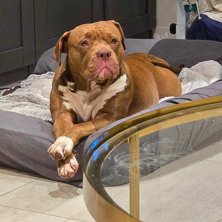 Tiyi participe au concours pour gagner de l'argent avec cette photo : animal, blanket, brown_dog, cabinet, canine, cozy, dog, dog_bed, domestic, floor, fur, glass_table, household, indoor, living_room, modern_furniture, pet, relaxed, resting, white_paws