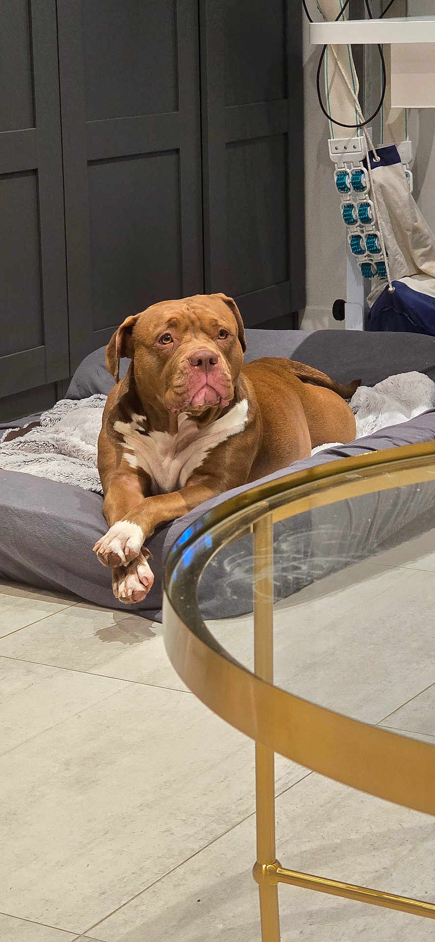 Tiyi participe au concours pour gagner de l'argent avec cette photo : dog, brown_dog, white_paws, dog_bed, indoor, floor, glass_table, modern_furniture, cabinet, blanket, relaxed, pet, canine, resting, household, living_room, cozy, fur, animal, domestic